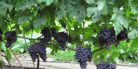 Sorte crnog grožđa po abecednom redu