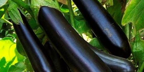 Sorte dugih i tankih patlidžana