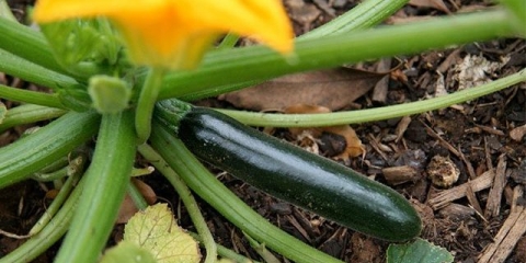 Sorte dugih i tankih tikvica