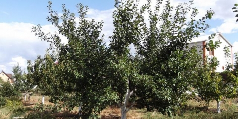 Sorte domaće šljive