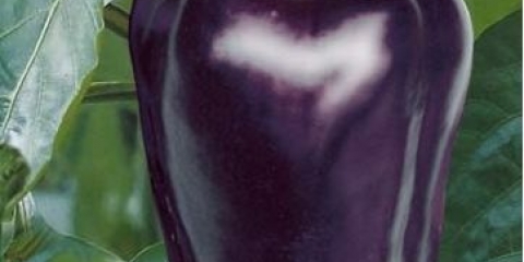 Sorte ljubičastog bibera