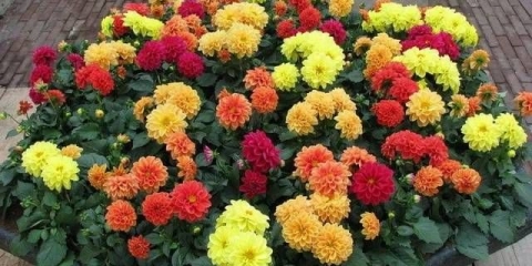 Sorte dalija sa fotografijama i opisima