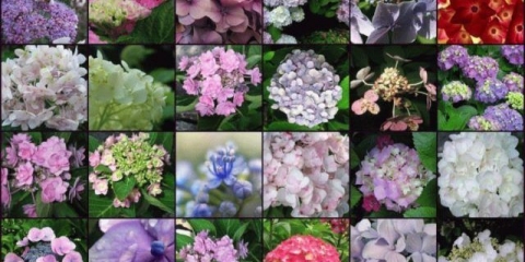 Sorte hortenzija s velikim listovima: cvjetne, otporne na mraz, minijaturne