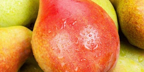 Sorte kruške bere: luka, russian, krasnokutskaya, hardy, maria