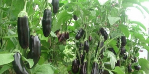 Sorte i hibridi patlidžana