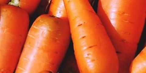 Sorte i hibridi šargarepe za sjeverozapad