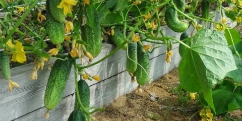 Sorte i sjeme krastavaca za plastenike