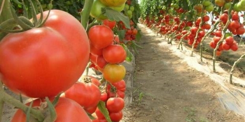 Sorte indeterminantnih paradajza za otvoreno tlo