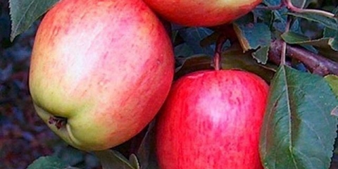 Sorte jabuka za srednju traku