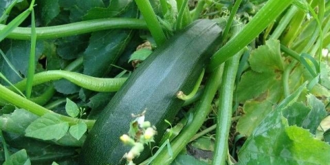 Sorte tikvica za staklenik