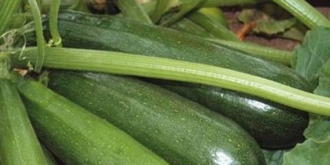 Sorte tikvica za ural