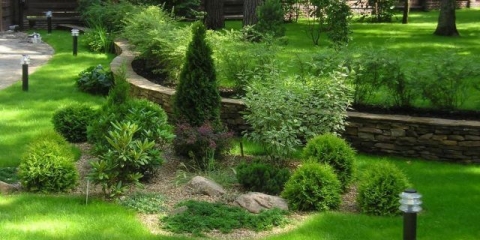 Sorte patuljastih borova