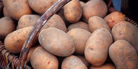 Sorte krompira za sibir