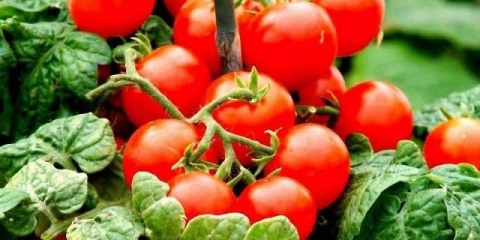 Sorte karpalnog paradajza za otvoreno tlo