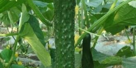 Sorte kineskih krastavaca za staklenik