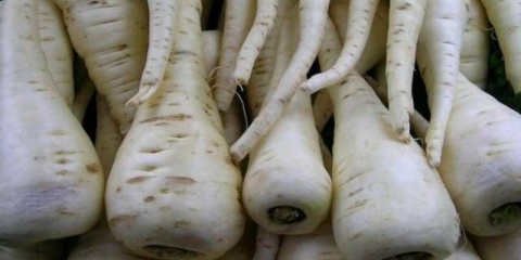 Sorte stočne šargarepe