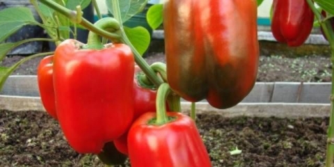 Sorte crvenih paprika