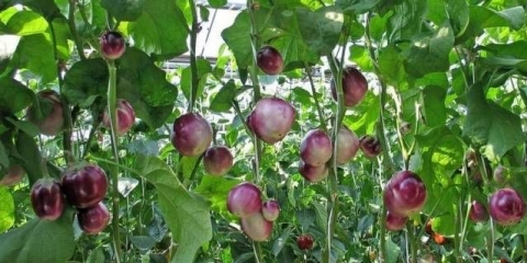 Sorte okruglih patlidžana