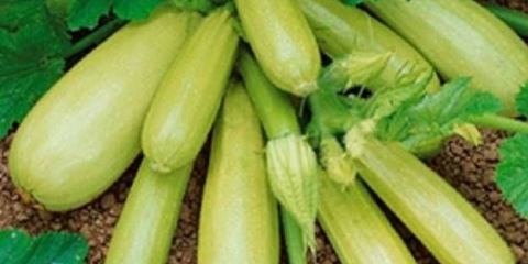 Sorte okruglih tikvica