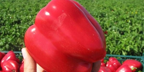 Sorte velikih paprika debelih stijenki