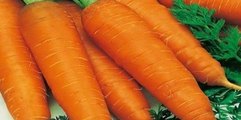 Sorte velikih šargarepa