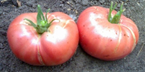 Sorte velikih paradajza za plastenike