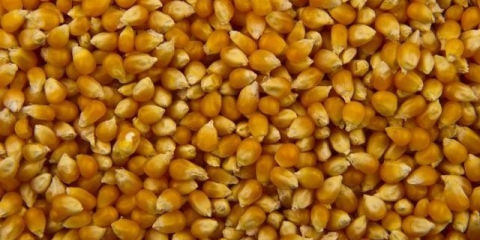 Sorte kukuruza za kokice