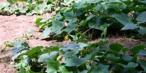 Sorte grmovih krastavaca za otvoreno tlo