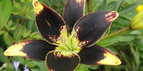 Sorte ljiljana: azijski, frotir, niski, visoki, bijeli