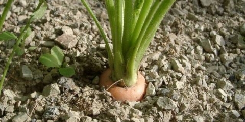 Sorte šargarepe sa tupim krajem