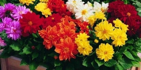 Sorte niskih dalija: uzgoj i njega