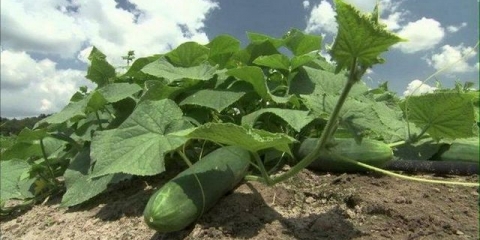 Sorte krastavaca za otvoreno tlo