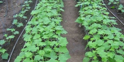 Sorte krastavaca za rostovsku regiju na otvorenom polju