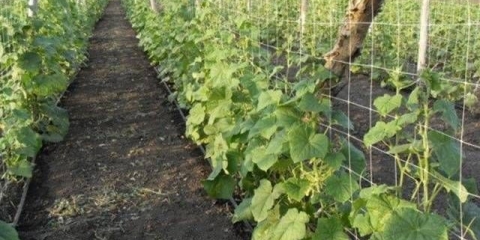 Sorte krastavaca za sibir na otvorenom tlu