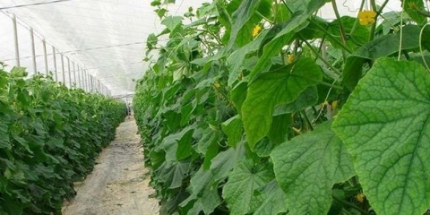 Sorte krastavaca za staklenik se samooprašuju: moskovska regija