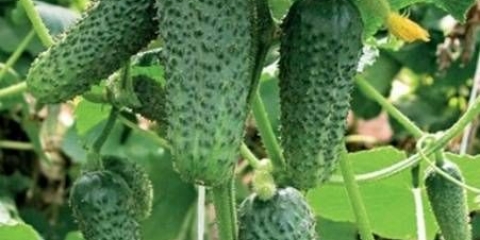 Sorte krastavaca za ural na otvorenom polju