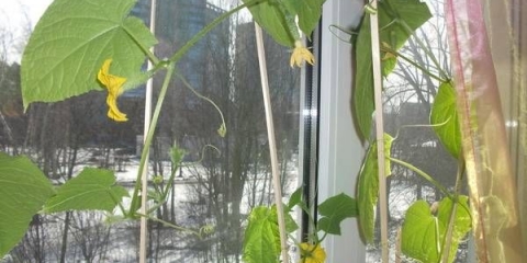 Sorte krastavaca za uzgoj na prozorskoj dasci zimi