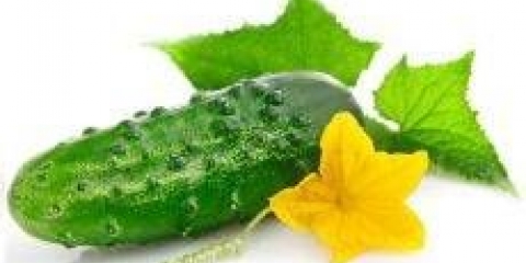 Sorte krastavaca holandske selekcije za plastenike