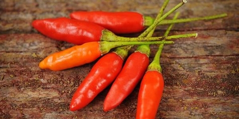 Sorte ljute paprike za otvoreno tlo