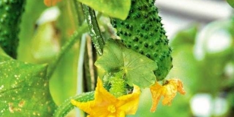 Sorte pčela opranih krastavaca za staklenik