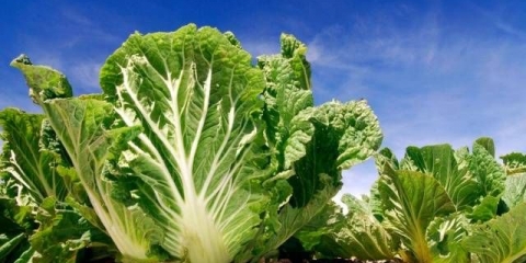 Sorte pekinškog kupusa otporne na cvjetanje