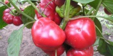 Sorte rane slatke paprike debelih stijenki za sibir