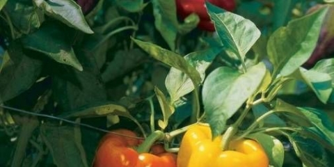 Sorte paprike otporne na bolesti i niske temperature