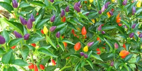 Sorte paprike za uzgoj na prozorskoj dasci