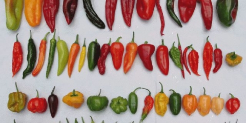 Sorte paprike za sadnju sa fotografijama i opisima