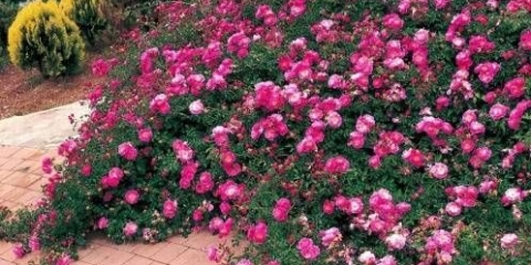 Sorte prizemnih ruža s opisima i fotografijama