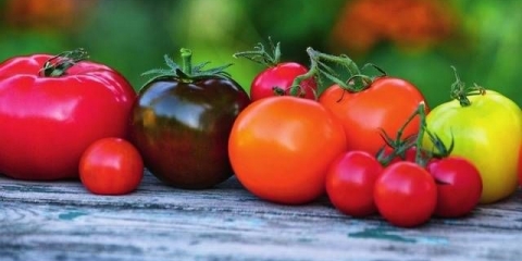 Sorte paradajza otporne na kasnu plamenjaču