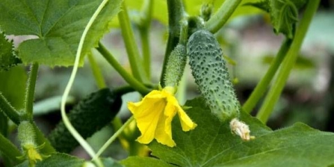 Sorte kasnih krastavaca za otvoreno tlo