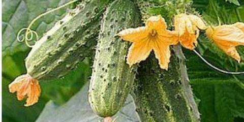 Sorte grednih krastavaca za otvoreno tlo