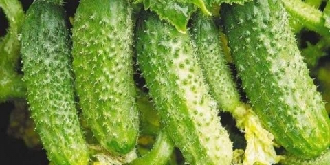 Sorte grednih krastavaca za staklenike